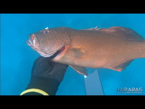 EP774-P1 - Palawan Experience | Day 2