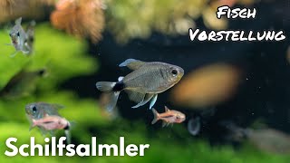 Schilfsalmler - Hyphessobrycon elachys | Liquid Nature Fisch Vorstellung