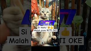 Download lagu Si matul pose RCTI OKE #kucinglucu #dc_acc07 #rcti #rctioke #catlover mp3