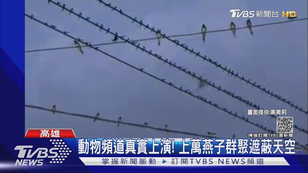 動物頻道真實上演!阿蓮鬧區上萬燕子群聚 天空被遮蔽