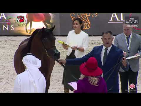 N 103 SHAKER AL HAITHAM   Arab Breeders Championship 2023   Stallions Section B Class 6B