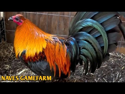 Brownred Sweater Albany - NAVES FARM