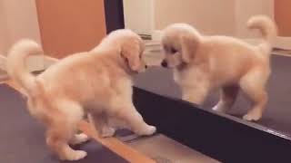 Puppy sees itself in mirror