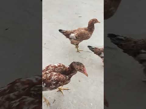 Cute Hens | Murgiaan Moments with Umm e Habibah Part 2