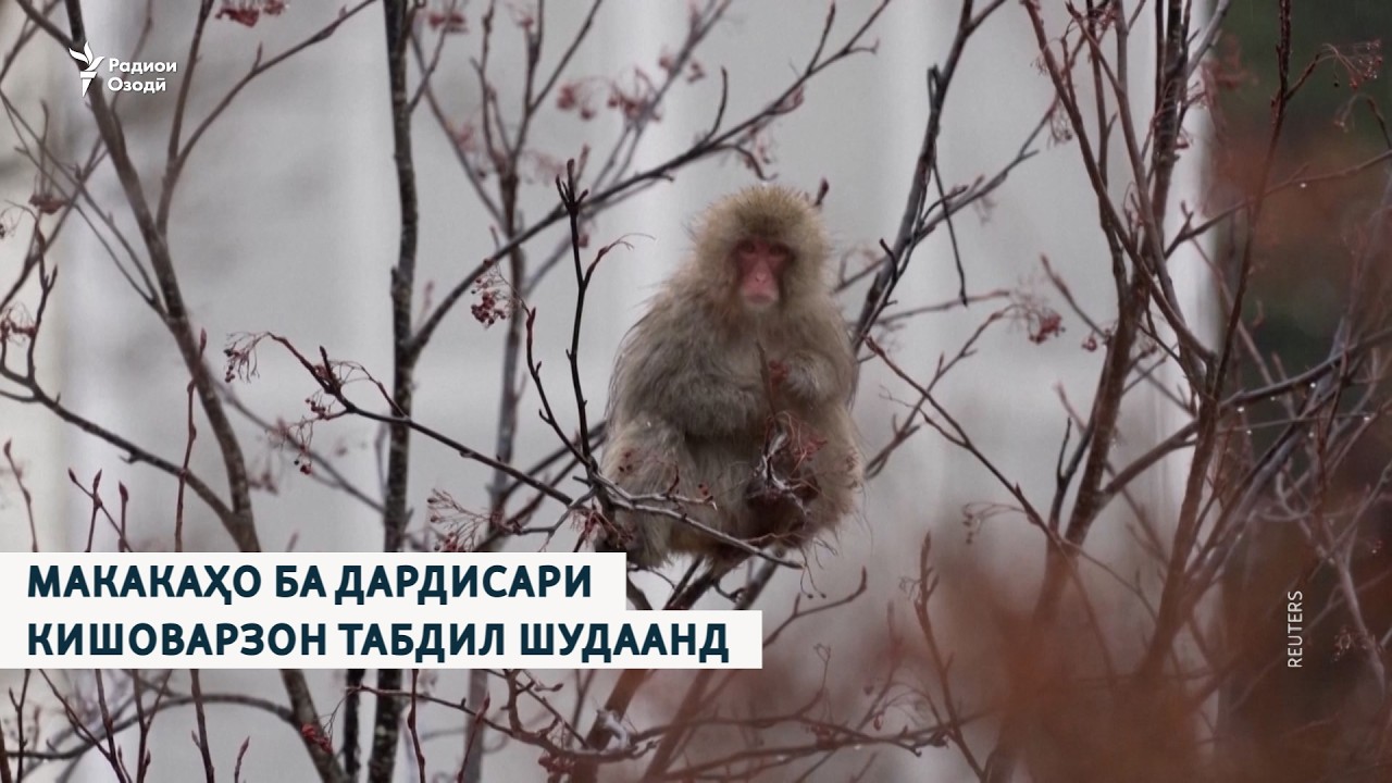 Макакаҳо ба дардисари кишоварзон табдил шудаанд