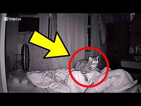 Macja nuk ndalon se veshtruari babain gjat gjith nates. Babai kontrollon videon dhe kupton pse