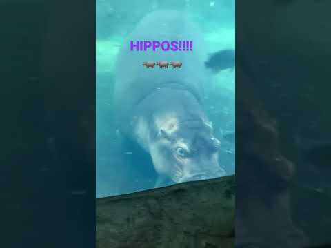 Fiona and tucker the hippos 🦛