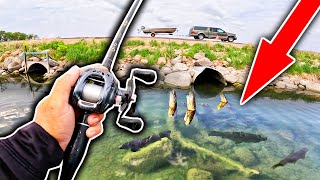 You WON'T BELIEVE the Giant Fish Living in this Crystal Clear Roadside Pond...