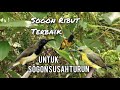 Suara Pikat Sogon Ribut Terbaik Untuk Sogon Susah Turun
