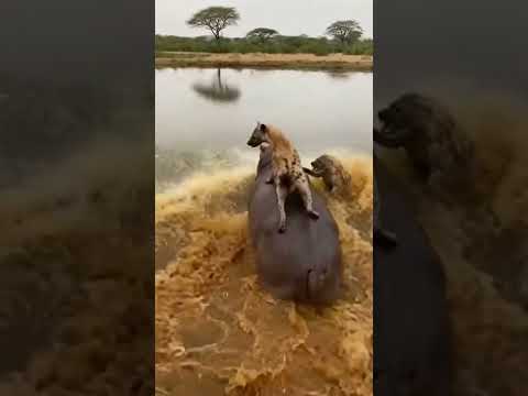 Is a Hyena Brave Enough to Ride a Charging Hippo?ハイエナは突進するカバに乗り続けられるのか？