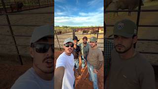 🤠🐂