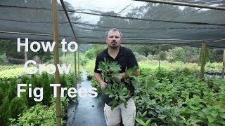 How to grow Fig Trees with detailed description