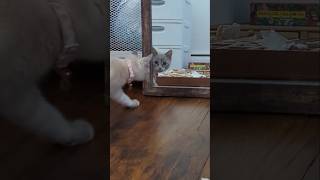 Download lagu Dahlia meets Dahlia #kitten #cuteanimals mp3