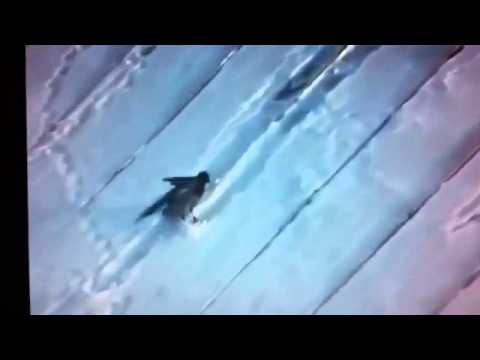 Krähe fährt Schlitten