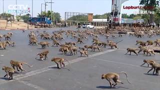 [問卦] 有人看過路上猴子火拼嗎