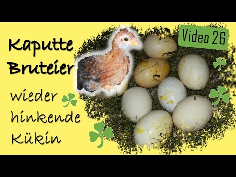 Hühner 26 - kaputte Eier, unerfahrene Glucke, nächste Küken Henne humpelt