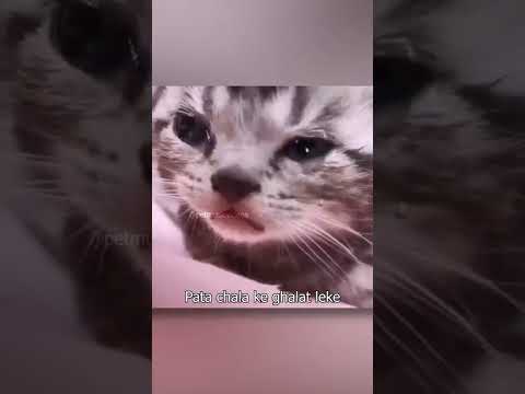 Heartless: Main Dhoondne Ko Zamaane Mein | Pet Music Videos