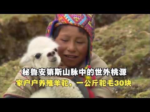 秘鲁安第斯山脉中的世外桃源，家家户户养殖羊驼，一公斤驼毛30块