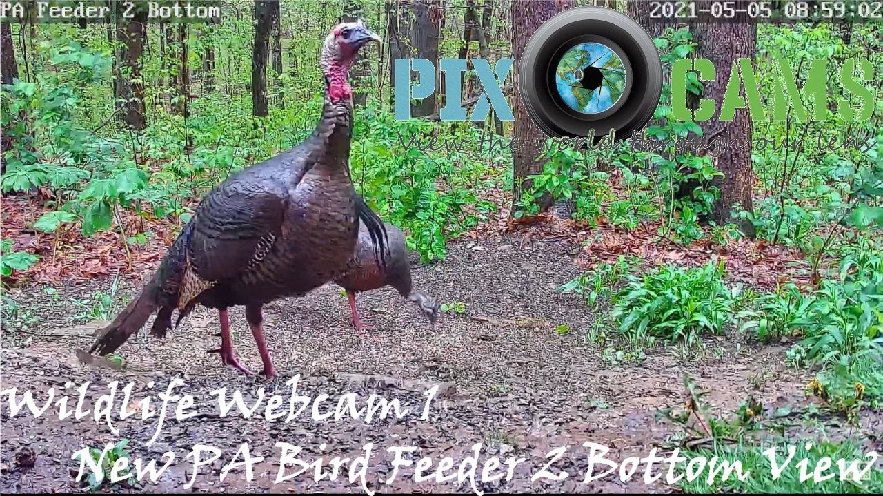 Live webcam view of Ground-Level Bird Feeder Cam