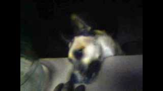 BroJoe and I play in the AM