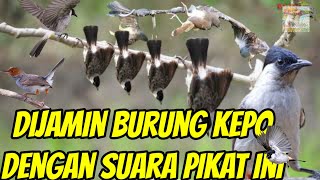 Download lagu SUARA PIKAT KUTILANG KEJEPIT#kutilang#burungkejepit#@kangpikatdesa mp3 Download lagu SUARA PIKAT KUTILANG KEJEPIT#kutilang#burungkejepit#@kangpikatdesa mp3