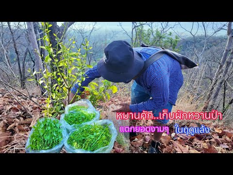 หมานสุดๆยอดงามๆเต็มต้น หาเก็บผักหวานป่าเจอแบบนี้คุ้มเลยยอดเยอะจริงๆ 