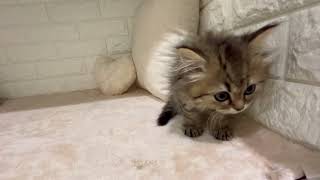 ミヌエットの動画01