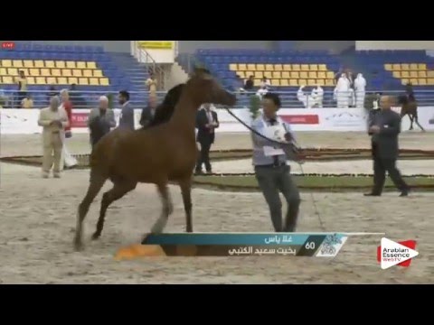 Sharjah 2016  - Yearling Fillies (Class 2A)