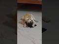 Rugged Boy Charlie Puppy Labrador Lab Dog Dogs Puppies Ruggedboy