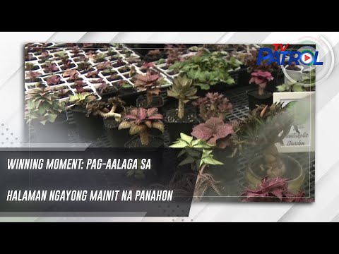 Winning Moment: Pag-aalaga sa halaman ngayong mainit na panahon TV Patrol