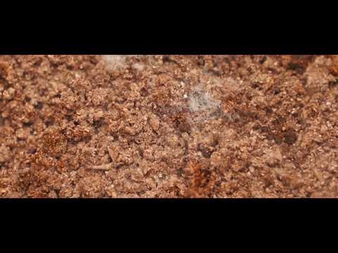 Makunouchi Bento - Bodrog: Worms