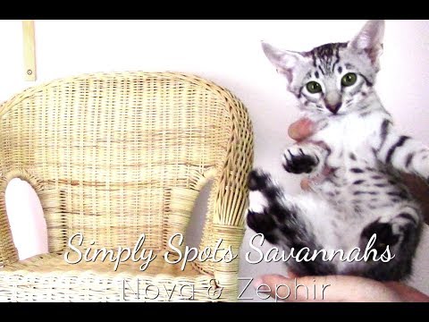 Simply Spots Savannah Cats  - Nova & Zephir