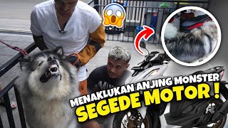 Download lagu CONQUERING A MONSTER DOG AS LARGE AS A MOTORCYCLE ‼️ IT HAS BITED 6 PEOPLE INCLUDING ITS OWNER mp3