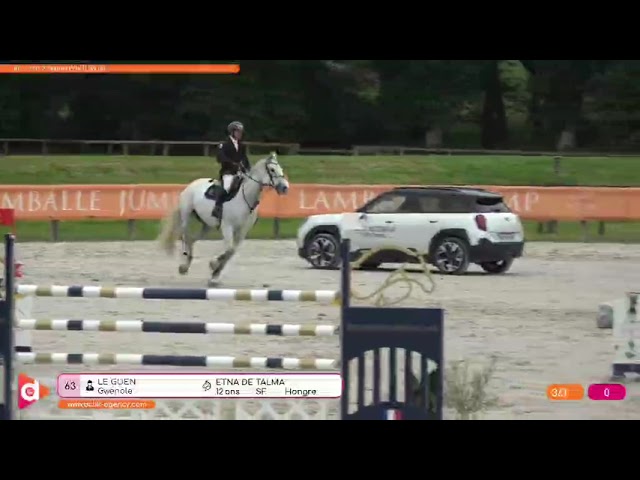 Hongre SF top mental - pr&ecirc;t direct sur 135 