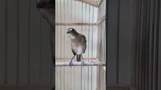 Download lagu GAYA KHAS BURUNG CINGCOANG COKLAT / JONGKANGAN BALI FULL ISIAN KENARIAN mp3 Download lagu GAYA KHAS BURUNG CINGCOANG COKLAT / JONGKANGAN BALI FULL ISIAN KENARIAN mp3