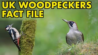 British Woodpeckers: Fact File (British Wildlife Facts)