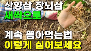 산양삼 장뇌삼 산삼 심는법 이렇게 해보세요 100% 성공합니다 장뇌삼씨앗 산양삼씨앗 산삼씨앗 인삼씨앗 묘삼 …