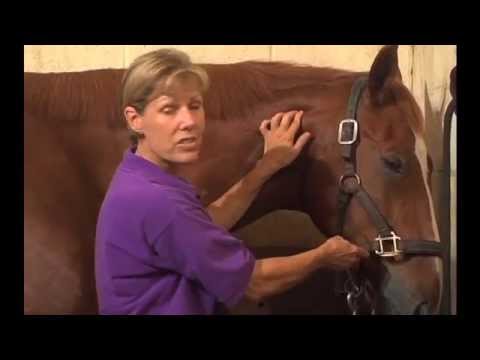 Aromatherapy for Horses