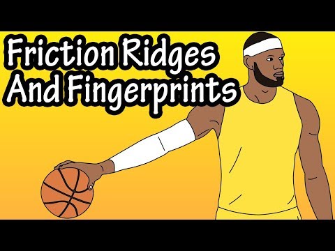 Friction Ridges - What Are Friction Ridges - Fingerprints - What Are Fingerprints