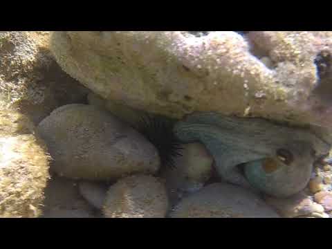 An angry squid on Mikri Lakka Beach Samos Greece