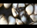San Francisco Bay Invaders KQED QUEST