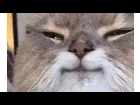 love cats # loving cats # loving movemen# love Mano # love sohni Billi#  earnings # online earnings