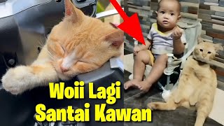 Download lagu 7 Video Lucu Kucing Lagi Santai Kawan mp3