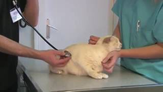 Arthrose, raideur articulaire chiens et chats