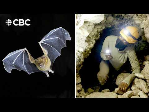 You’ve never seen bats like this