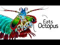 Why It Sucks To Be Born As A Mantis Shrimp