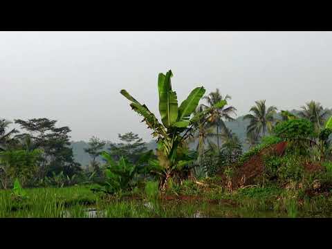 Shamim Blue skies and greenery in Punjabi