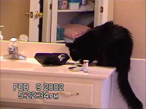Cat is obsessed with taking a dollar bill!