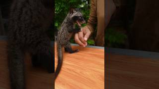 Download lagu Suara Cevit Menangis di Pohon Palem #shorttailkittentv #lucu #tren #viral #youtubeshorts #Cevit #rakun mp3 Download lagu Suara Cevit Menangis di Pohon Palem #shorttailkittentv #lucu #tren #viral #youtubeshorts #Cevit #rakun mp3