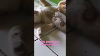 Download lagu Kucinglucu bermain #shorts #kucing mp3 Download lagu Kucinglucu bermain #shorts #kucing mp3